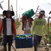 Des agriculteurs de Cipanas, dans la province de Java occidental en Indonésie, récoltent des légumes (Photo : VNA)