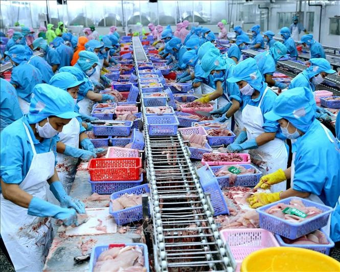 Transformation des poissons tra pour l'exportation. Photo: VNA