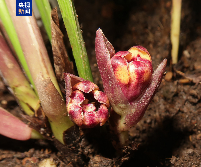 L'une des six espèces végétales nouvellement découvertes. Photo: CCTV