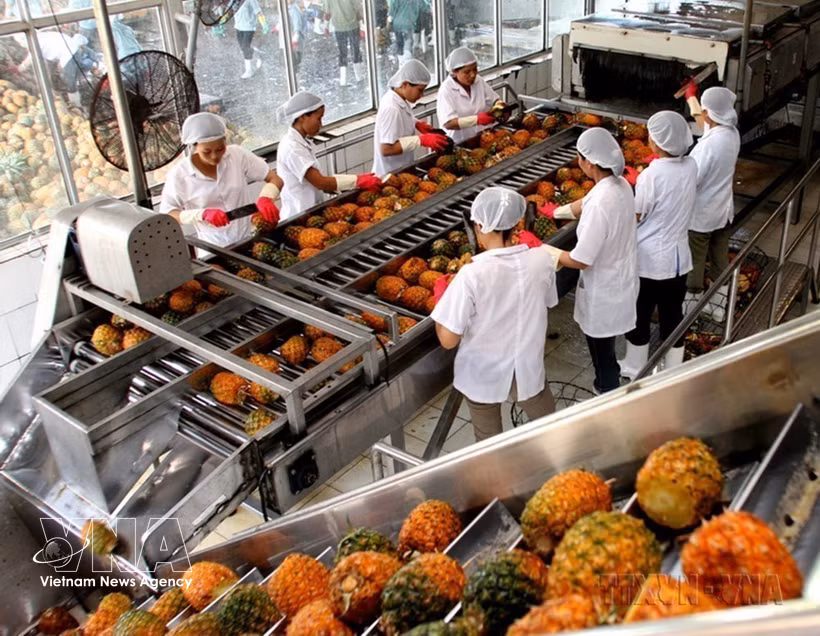 Transformation d’ananas destinés à l’exportation à la Société par actions Dong Giao Foodstuff Export (Doveco), dans la province de Ninh Binh. Photo: VNA