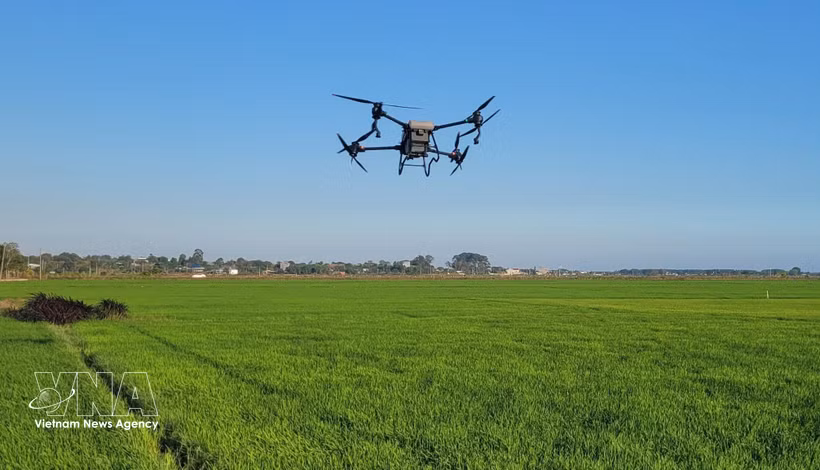 Utilisation d'un drone pour l'épandage de pesticides dans les rizières d'An Nhut, commune de Long Diên, Hô Chi Minh-Ville. Photo: VNA