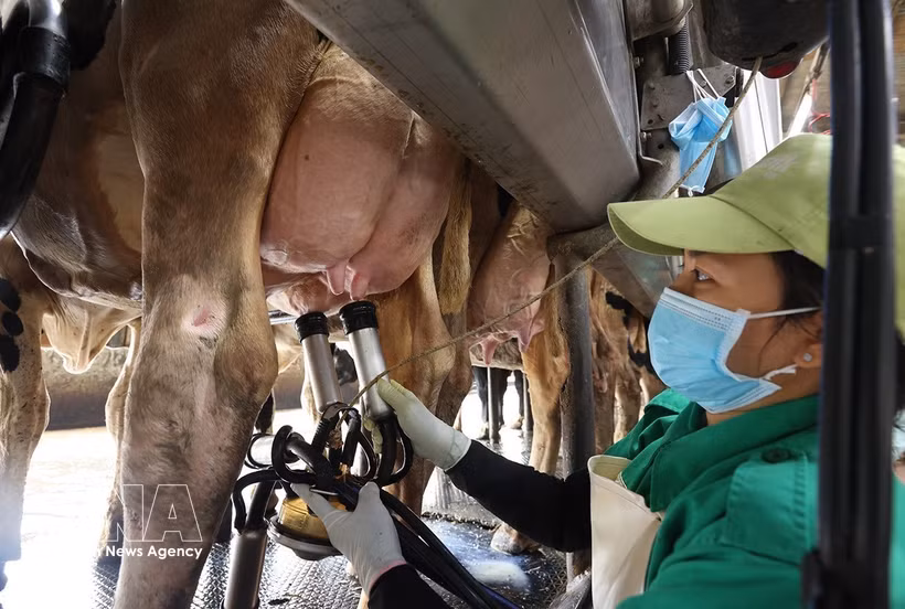 Collecte de lait dans une ferme laitière de la Compagnie générale par actions du lait du Vietnam (Vinamilk). Photo: VNA