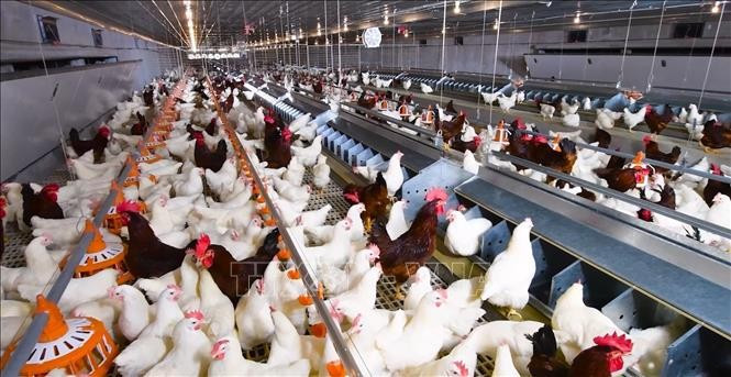 Modèle d’élevage de poulets en circuit fermé à l’échelle d’une ferme moderne. Photo: VNA