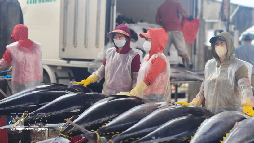 Israël est actuellement le principal marché d'importation du thon vietnamien au Moyen-Orient. Photo: VNA