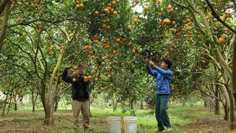 Les habitants de la province de Hoa Binh récoltent des oranges. Photo: VNA