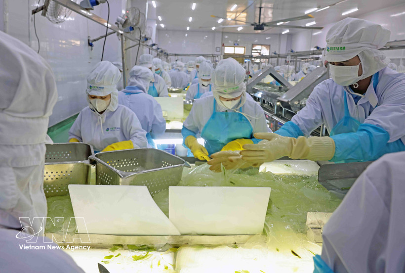 Chaîne de production d’aloe vera de VietFarm. Photo: VNA