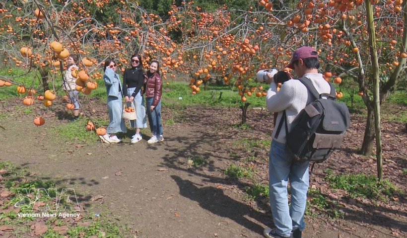 Des touristes à Môc Châu. Photo: VNA