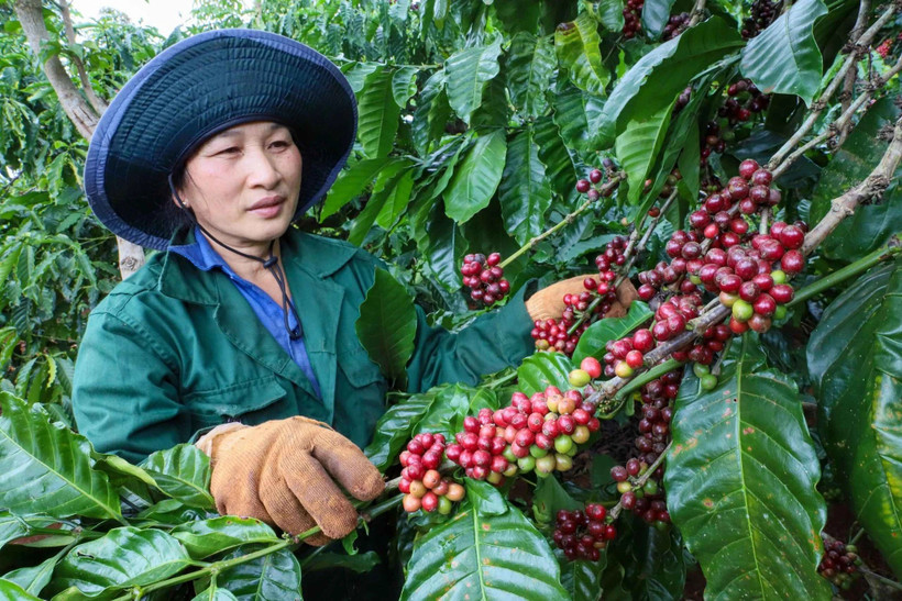 Pour la nouvelle campagne 2025-2026, la productivité du café devrait augmenter d’environ 10%. Photo: thanhnien.vn