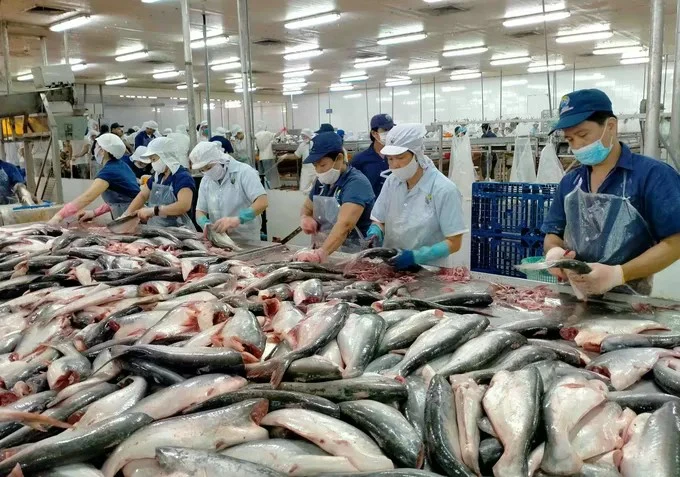 Transformation des pangasius pour l'exportation. Photo: sggp.org.vn