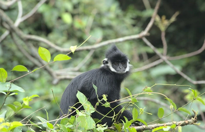 Un langur de Ha Tinh (Trachypithecus hatinhensis). Photo: baoquangbinh.vn