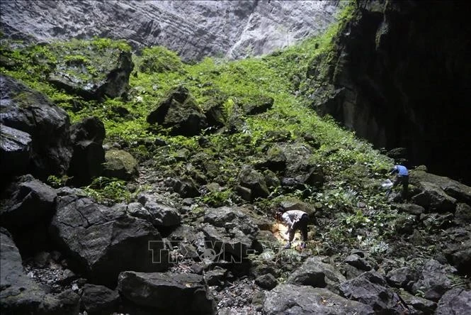 Une équipe de recherche du Musée de la nature du Vietnam a découvert une nouvelle espèce d'escargot terrestre dans la grotte de Son Doong, dans la province de Quang Binh (Centre). Photo: VNA