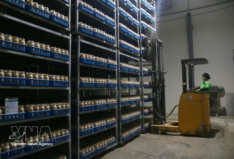 Un robot assure le chargement et le déchargement des marchandises, réduisant la pénibilité du travail et améliorant l'efficacité des opérations. Photo : VNA