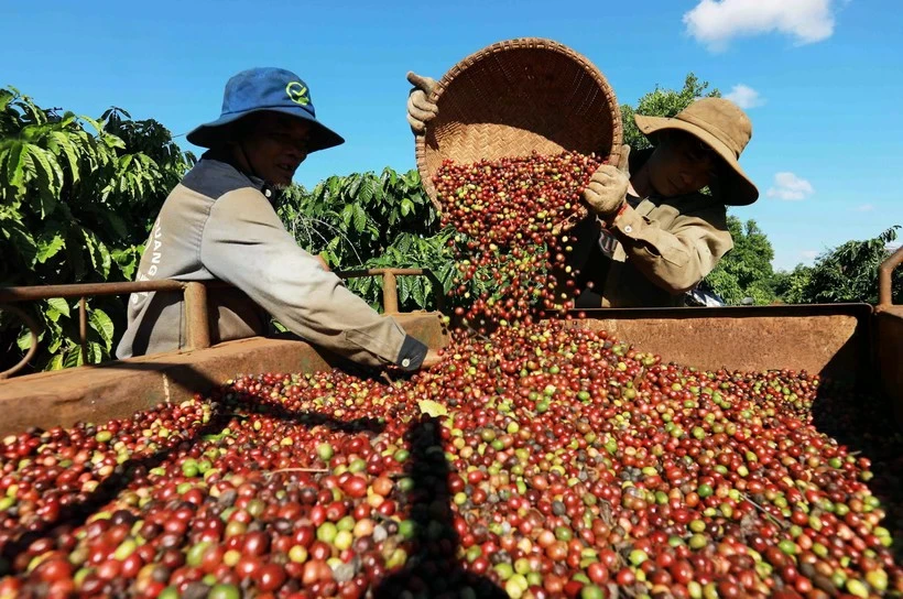Récolte du café à Dak Lak. Photo: VNA