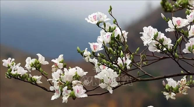 Dien Bien prend soin de ses fleurs de bauhinie pour son prochain festival