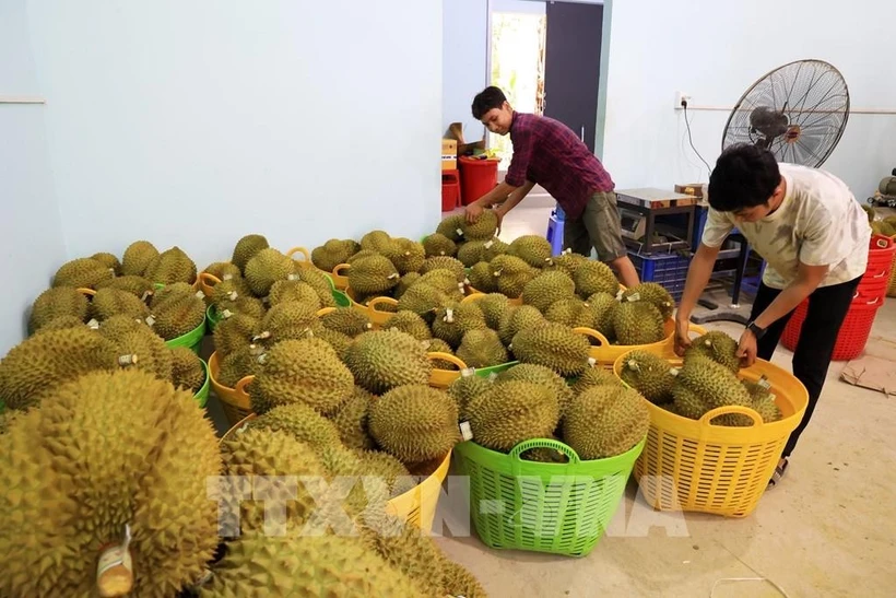 Exportations de produits agrico-sylvicoles et aquatiques en baisse légère en janvier. Photo: VNA