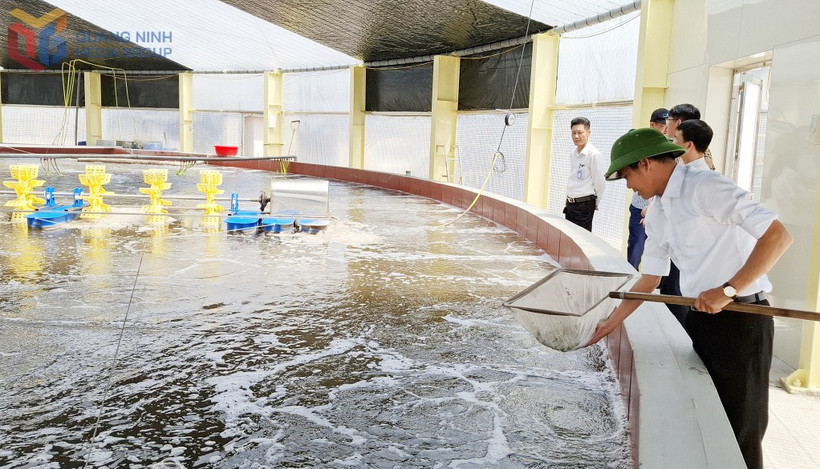 La Coopérative de d'élevage de crevettes de haute technologie de Câm Pha fournit annuellement entre 450 et 500 tonnes de crevettes à pattes blanches au marché. Elle dispose désormais de codes d'identification pour la traçabilité de l'élevage, facilitant les futures exportations, et prévoit une expansion à 120 hectares avec un capital d'investissement d'environ 2 000 milliards de dôngs, visant la création de 800 emplois. Photo. bqoauqngninh.vn