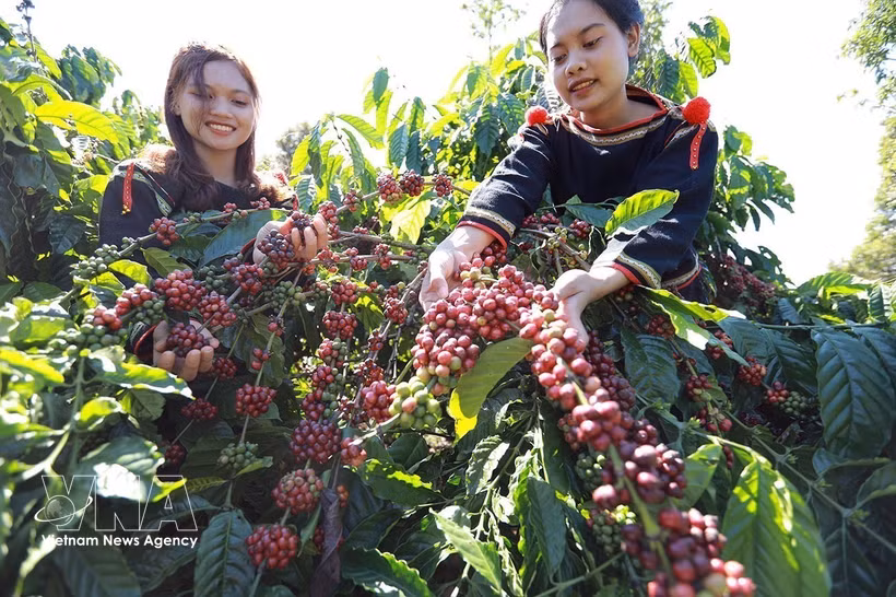 Le café figure parmi les principaux produits d’exportation du Vietnam affichant une forte croissance. Photo: VNA