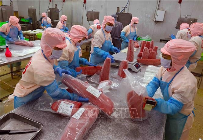 Les exportations de thon en légère hausse de 3,6 % au premier trimestre. Photo: VNA