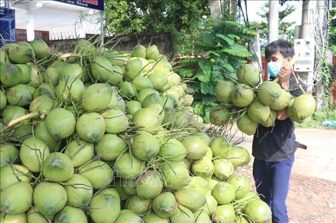 Noix de coco destinées à l'exportation. Photo: VNA