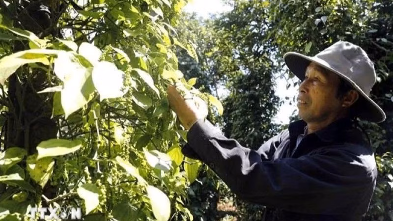 Des agriculteurs récoltent du poivre. Photo: VNA