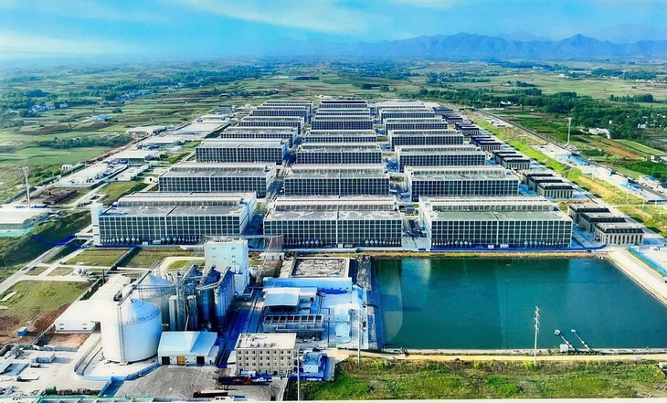 Modèle d'élevage porcin dans des bâtiments. Photo: tuoitre.vn