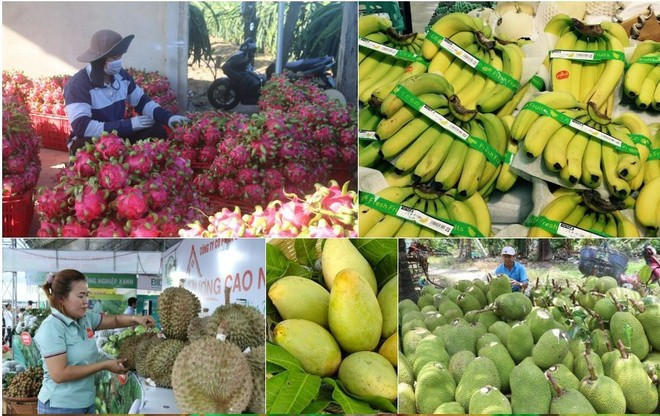 Les exportations des fruits et légumes vietnamiens ciblent 10 milliards de dollars. Photo: VNA