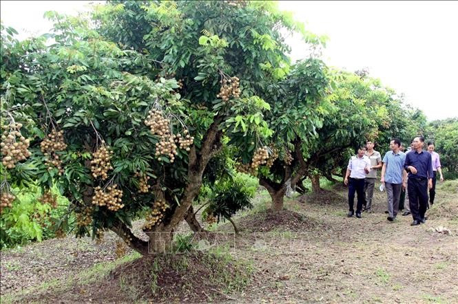 Le longane de Hung Yên. Photo: VNA