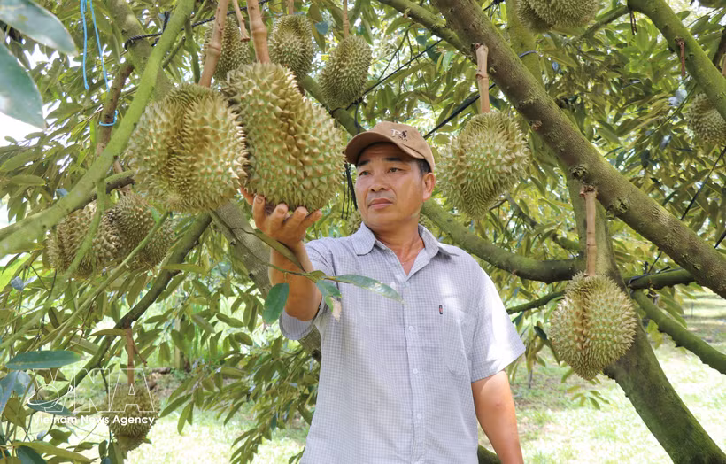 Le durian vietnamien pourrait dépasser 4,5 milliards de dollars d’exportations en 2026. Photo: VNA