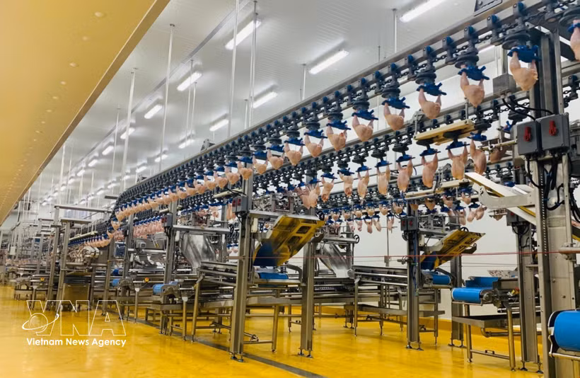 Une chaîne de production de pointe à l’intérieur d’une unité de transformation avicole. Photo: VNA