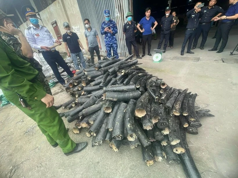 Les ivoires illégales saisies à la ville de Hai Phong (Nord). Photo: VNA