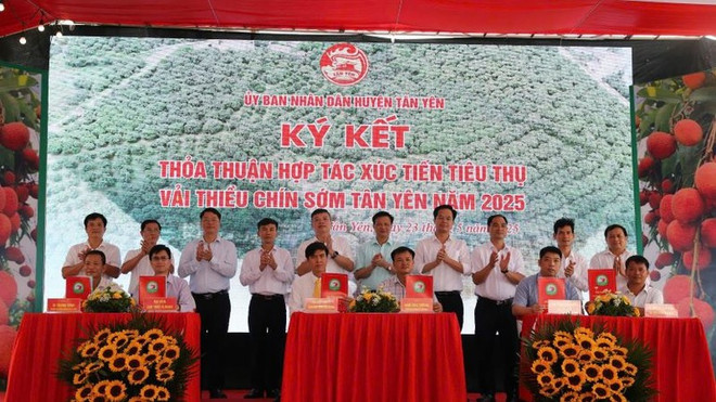 Lors de la conférence, de nombreuses unités, entreprises et coopératives signent un protocole d’accord sur l'écoulement des litchis précoces et le développement du tourisme communautaire et de l’écotourisme dans le district de Tan Yen en 2025. Photo : https://nhandan.vn vai-sowms-4852-1505.jpg