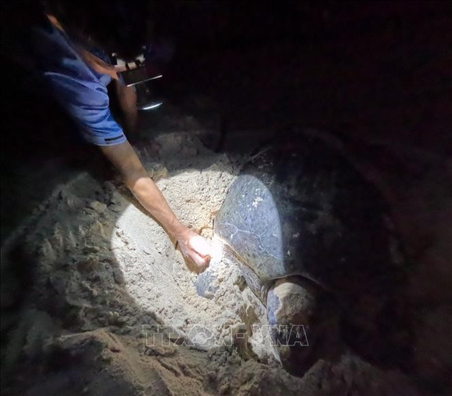 Depuis 2019, un programme de relocalisation des œufs en réponse au changement climatique permet de sauver plus de 13 600 nids, entraînant la naissance et la libération contrôlée de près d’un million de jeunes tortues. Photo : VNA con-dao-3.jpg
