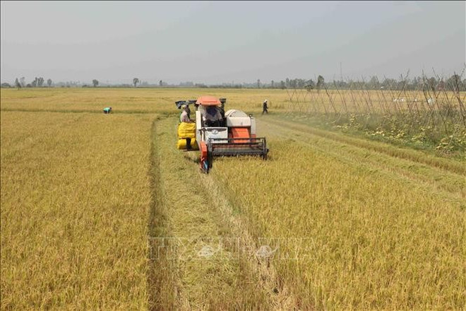 Le projet de riziculture d’un million d’hectares est en cours de mise en œuvre et bénéficie d'une grande attention et du soutien des dirigeants de la Banque mondiale. Photo : VNA lua-gao-17032025-01.jpg