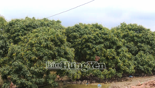 Selon les prévisions, sa production totale de litchis cette année est estimée entre 14.500 et 15.000 tonnes. Photo : https://baohungyen.vn/ 85766-vuon-vai-o-xa-tam-da-chuan-bi-cho-thu-hoach-22083221.png