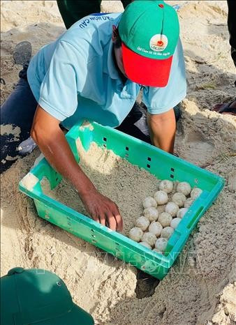 Oeufs de tortue marine. Photo : VNA vna-potal-lam-dong-rua-bien-quay-tro-lai-de-trung-o-bai-bien-hon-cau-stand-1.jpg