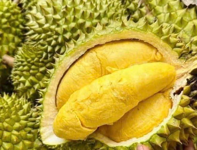 Les exportations de durians ont fortement augmenté en mai 2025. Photo : Vietnam+ sau-rieng-2.jpg