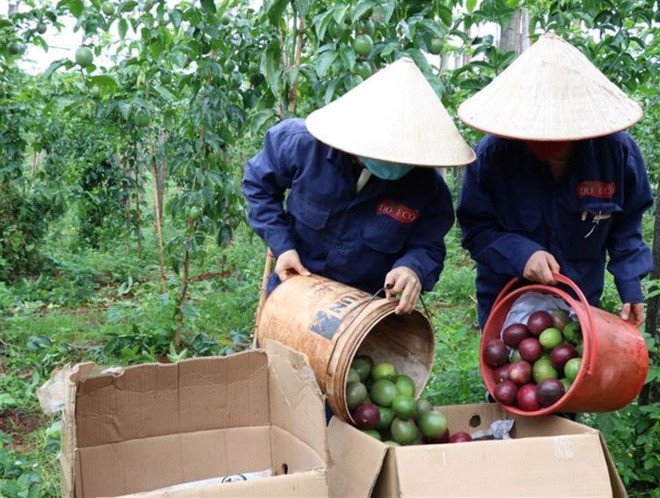 Le secteur de l'agriculture et de l'environnement a enregistré une croissance de 3,74 % au cours des quatre premiers mois de 2025. Photo : VNA xuat-khau-chanh-leo.jpg