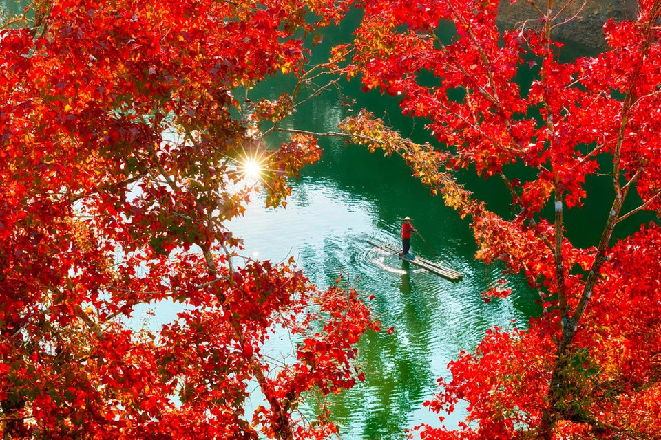 À l’approche de l’hiver, les feuilles des liquidambars passent progressivement du jaune au rouge, offrant un contraste saisissant avec la surface vert émeraude du lac et évoquant l’Europe de fin d’automne.