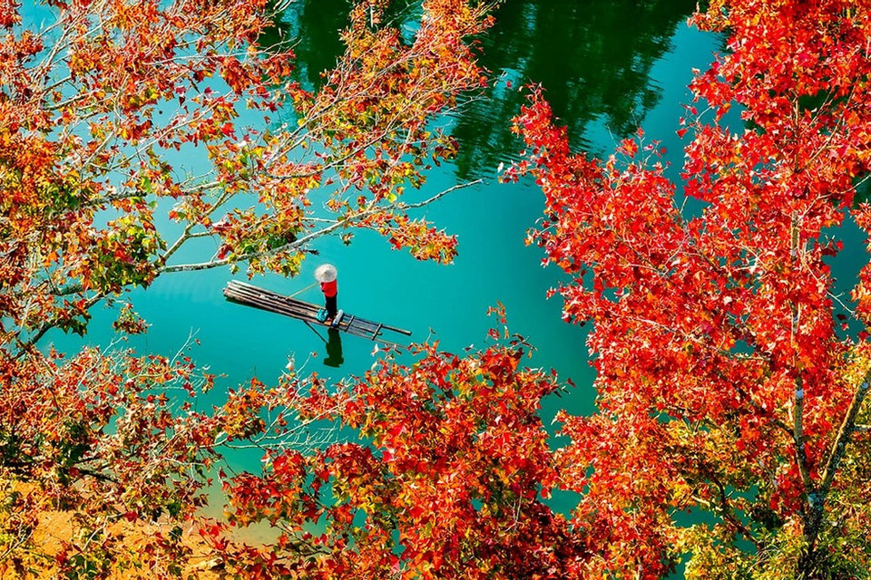 Si les liquidambars sont disséminés dans de nombreuses forêts de Cao Bang, c’est aux abords du lac Ban Viêt qu’ils sont les plus nombreux.