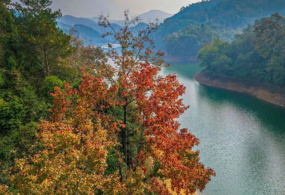 Au début de l’hiver, le lac Ban Viêt, lac artificiel situé dans la province de Cao Bang (Nord), se couvre d’un rouge flamboyant tandis que les forêts de liquidambars environnantes changent de couleur, attirant les visiteurs en quête de tranquillité et de beauté montagnarde.