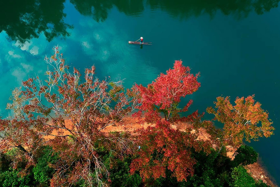 De mi-décembre à début janvier, les abords du lac se parent de liquidambars, appelés localement «sau» ou «phong huong».