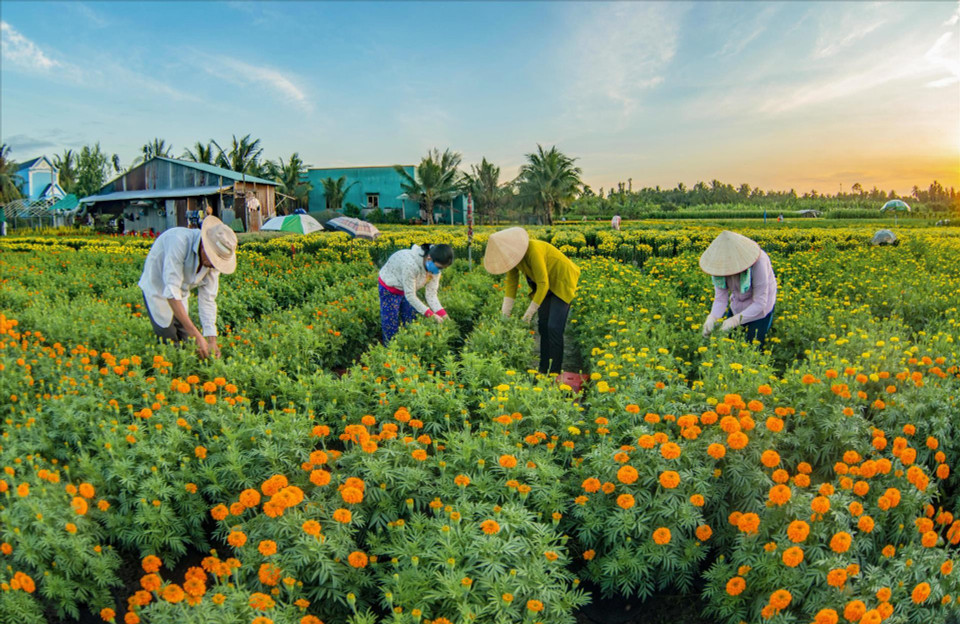 Le village horticole de Sa Dec cultive une grande variété de fleurs et de plantes ornementales au fil des saisons.