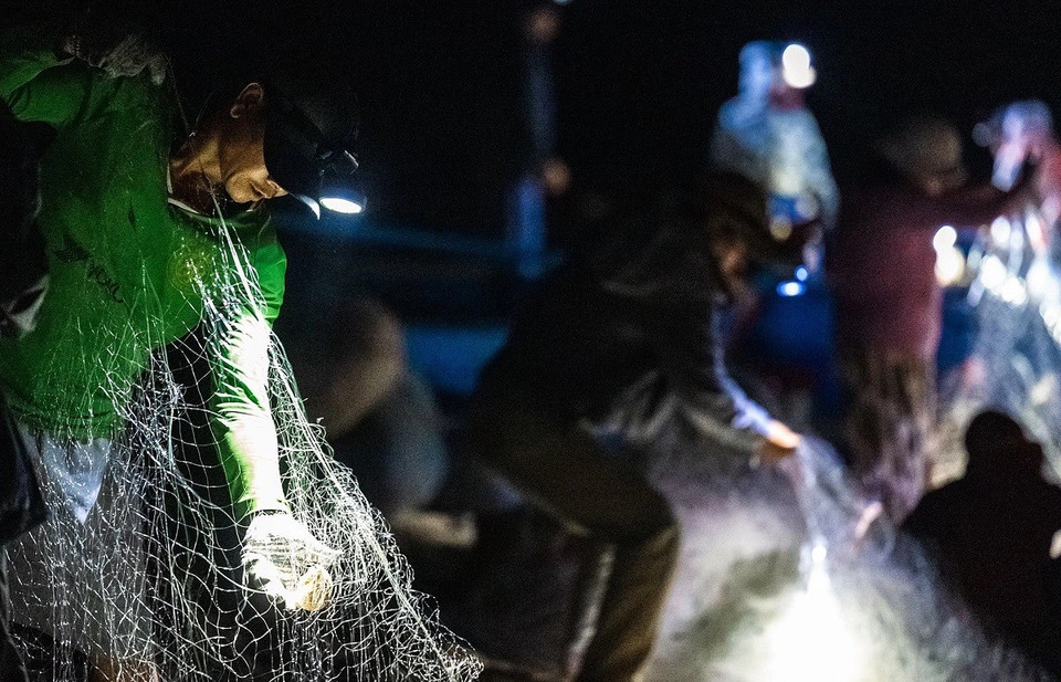 Le marché du village d’An Hai commence dès 3 heures du matin et se termine vers 7 heures. La plage sombre d’An Hai s’est soudainement animée des lumières vives des feux verts et rouges clignotants des bateaux, se mêlant aux lumières jaunes et blanches des phares des pêcheurs retirant leurs filets. Photo : VnExpress