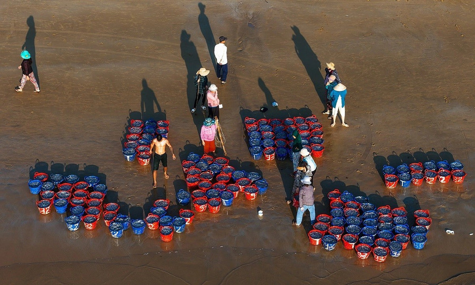 Dès que les fruits de mer sont ramenés à terre, les commerçants entament les négociations sur place pour obtenir les produits qui leur conviennent. La scène s’apparente à une mini-vente aux enchères, où chacun tente de décrocher un panier de poissons. En quelques minutes, chaque panier trouve preneur, puis le vendeur sort un autre panier pour une nouvelle vente. « Chaque enchère » ne dure que quelques minutes, et à la fin, tout le monde repart avec le sourire. Photo : VnExpress