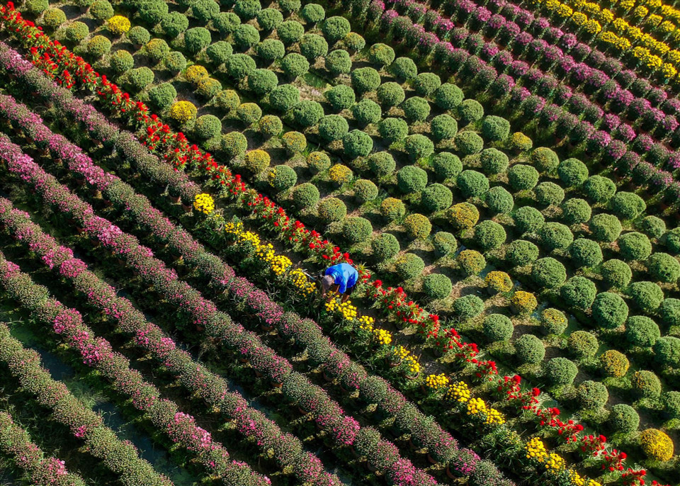 Jardins de chrysanthèmes – une fleur emblématique du village horticole de Sa Dec pendant le Nouvel An lunaire. Outre Sa Dec, le Sud compte plusieurs autres zones floricoles importantes, telles que le village de Cai Môn (province de Vĩnh Long), réputé pour ses plantes aux formes artistiques ; le village de Thoi Nhut (ville de Can Tho), riche d’une histoire de plus de cent ans ; la zone de Tân Ba (arrondissement de Tân Dông Hiêp, Hô Chi Minh-Ville), spécialisée dans les œillets d’Inde et les tournesols ; Cu Chi, fournisseur dabricotier auxfleurs jaunes, d’orchidées et de plantes ornementales pour le marché urbain.