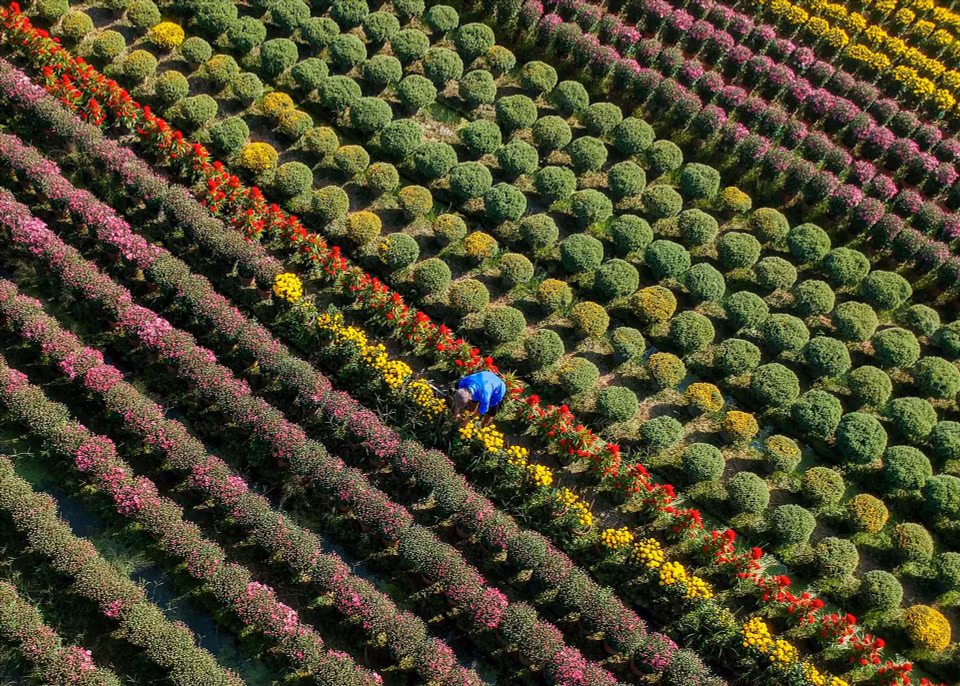 Jardins de chrysanthèmes – une fleur emblématique du village horticole de Sa Dec pendant le Nouvel An lunaire. Outre Sa Dec, le Sud compte plusieurs autres zones floricoles importantes, telles que le village de Cai Môn (province de Vĩnh Long), réputé pour ses plantes aux formes artistiques ; le village de Thoi Nhut (ville de Can Tho), riche d’une histoire de plus de cent ans ; la zone de Tân Ba (arrondissement de Tân Dông Hiêp, Hô Chi Minh-Ville), spécialisée dans les œillets d’Inde et les tournesols ; Cu Chi, fournisseur dabricotier auxfleurs jaunes, d’orchidées et de plantes ornementales pour le marché urbain.
