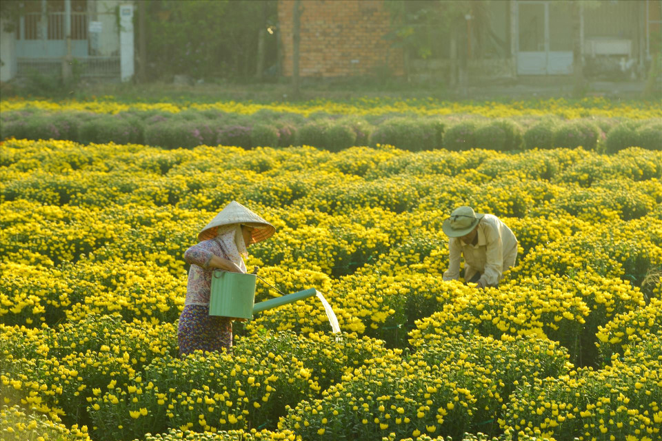 Le deuxième Festival des fleurs du printemps de Sa Dec, organisé du 27 décembre 2025 au 4 janvier 2026, a coïncidé avec la période de pointe des préparatifs du Nouvel An lunaire 2026, stimulant ainsi la demande en fleurs et en plantes ornementales. En amont de l’événement, de nombreuses pépinières et coopératives ont élargi leurs surfaces de culture et préparé des centaines de milliers de pots destinés au marché du Têt. Outre les roses du désert (Adenium obesum), l’offre s’est enrichie de nouvelles variétés de chrysanthèmes et de tournesols aux formes et aux coloris inédits.