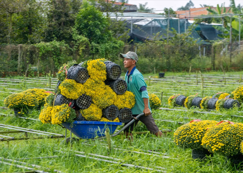 Sa Dec est réputée pour ses nombreuses variétés de fleurs saisonnières – œillets d’Inde, chrysanthèmes, marguerites, pétunias, glaïeuls, tournesols – ainsi que pour ses dizaines de variétés de roses, répondant à la fois aux besoins commerciaux et touristiques. Fournisseur majeur de fleurs pour le Têt, ce village est également devenu une destination touristique prisée chaque printemps.