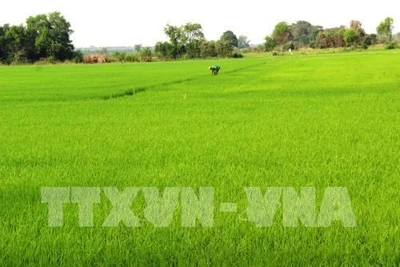 Riziculture: Hau Giang expérimente des produits bio sud-coréens