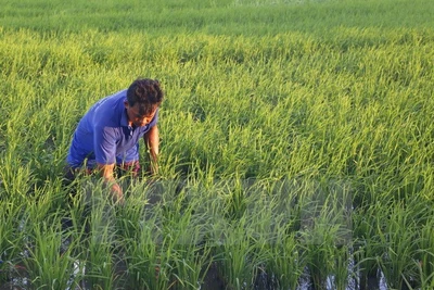 Vietnam et Pakistan promeuvent la coopération économique